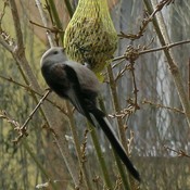 Long-tailed Tit